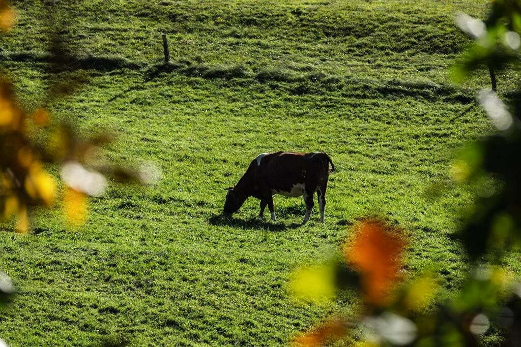 Agroturystyka dla dzieci ze zwierzętami