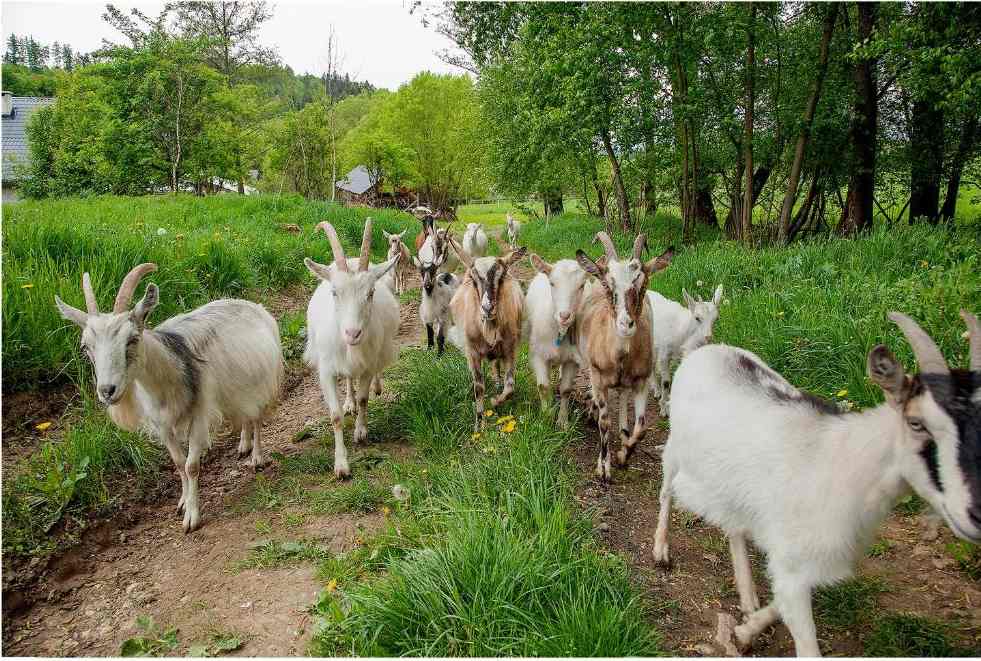 agroturystyka dla dzieci ze zwierzętami
