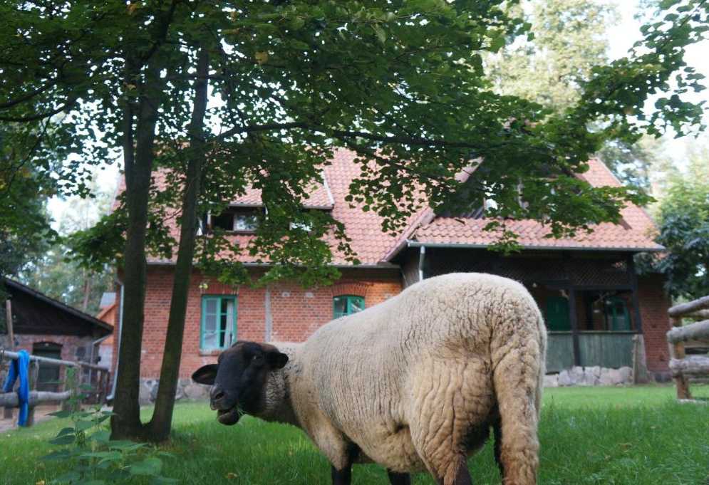 agroturystyka dla dzieci ze zwierzętami