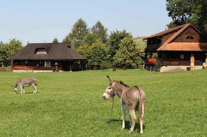 agroturystyka dla dzieci ze zwierzętami