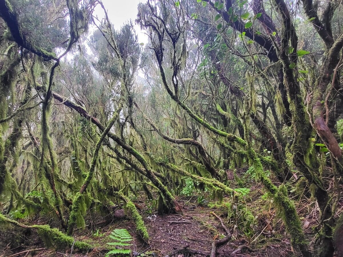 Tunel de las hadas_Teneryfa_Atrakcje