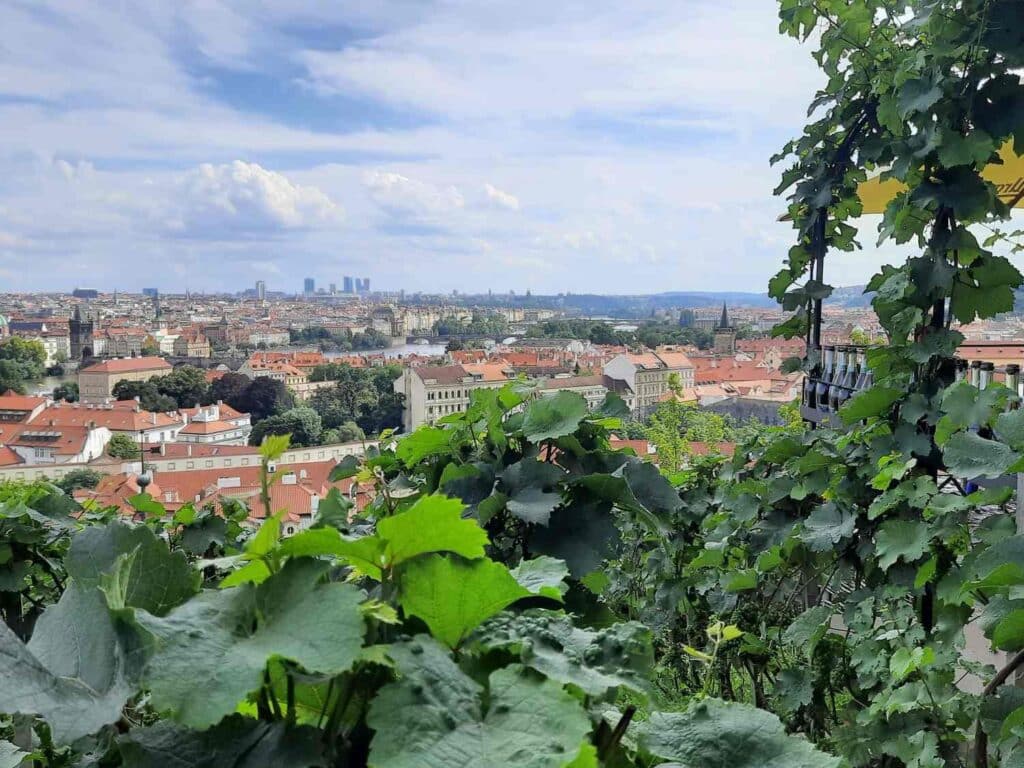 Winnica-Swietego-Waclawa-Praga-z