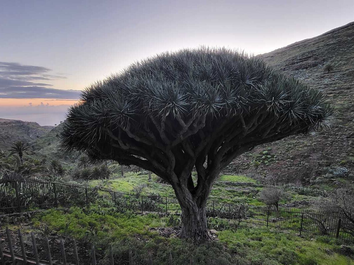 Drzewo Smocze La Gomera Wyspy Kanaryjskie