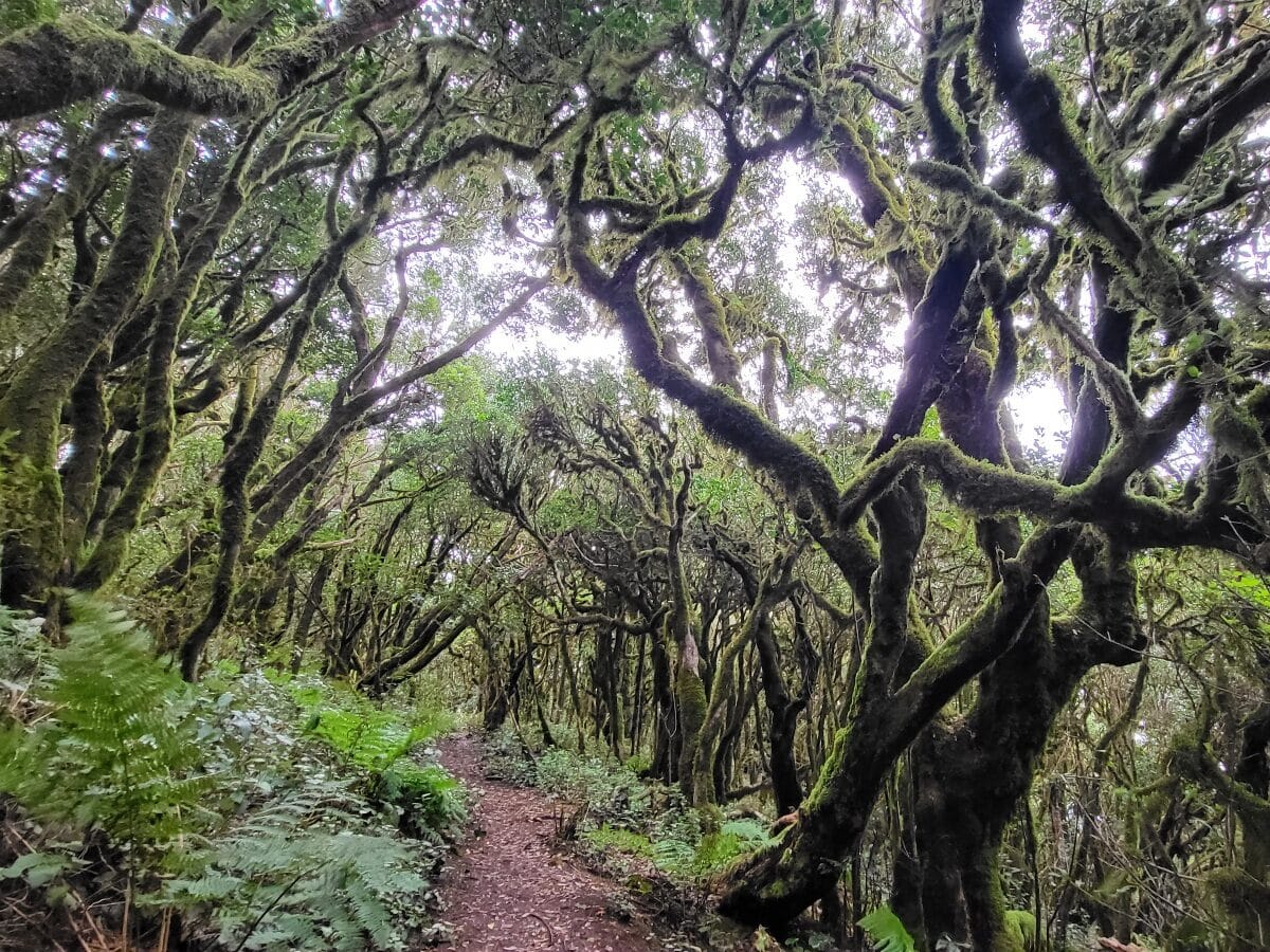 Park Narodowy Garajonay La Gomera Wyspy Kanaryjskie