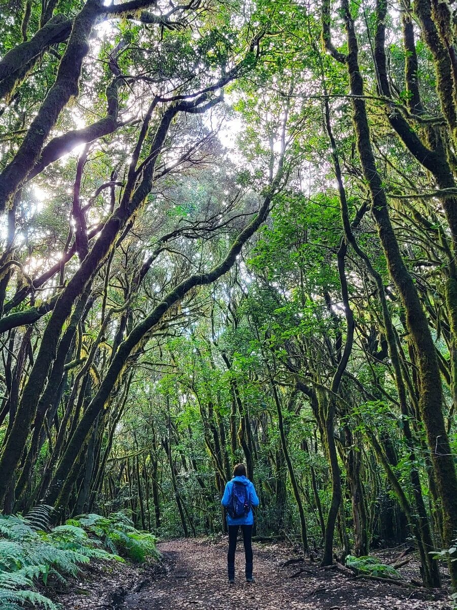 Park Narodowy Garajonay La Gomera Wyspy Kanaryjskie