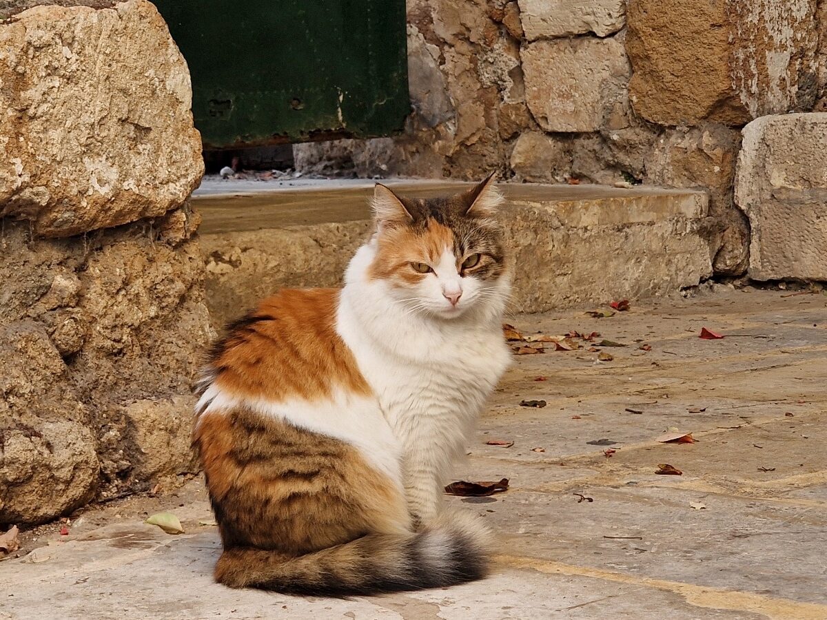 Chania atrakcje, Kreta, Grecja, Tabakaria, Kot