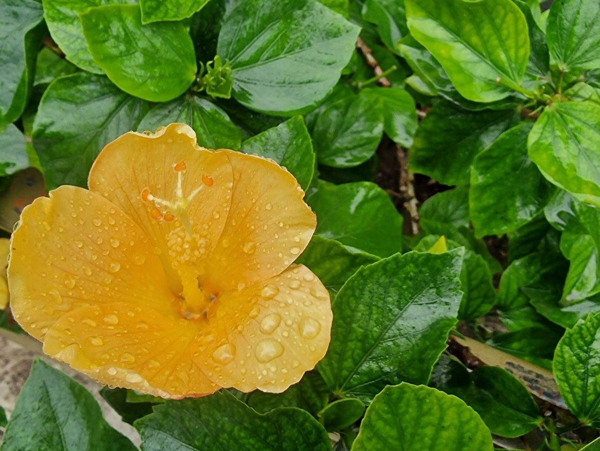 Grecja, Kreta, Ogród Botaniczny