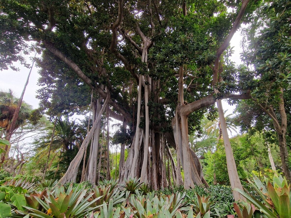Puerto de la Cruz atrakcje, ogród Botaniczny, Teneryfa, Wyspy Kanaryjskie