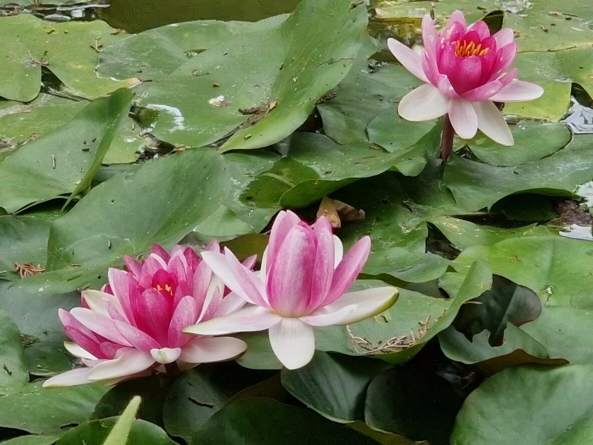 Puerto de la Cruz atrakcje, ogród Botaniczny, Teneryfa, Wyspy Kanaryjskie