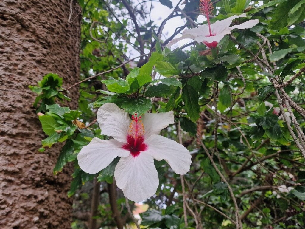 Puerto de la Cruz atrakcje, ogród Botaniczny, Teneryfa, Wyspy Kanaryjskie