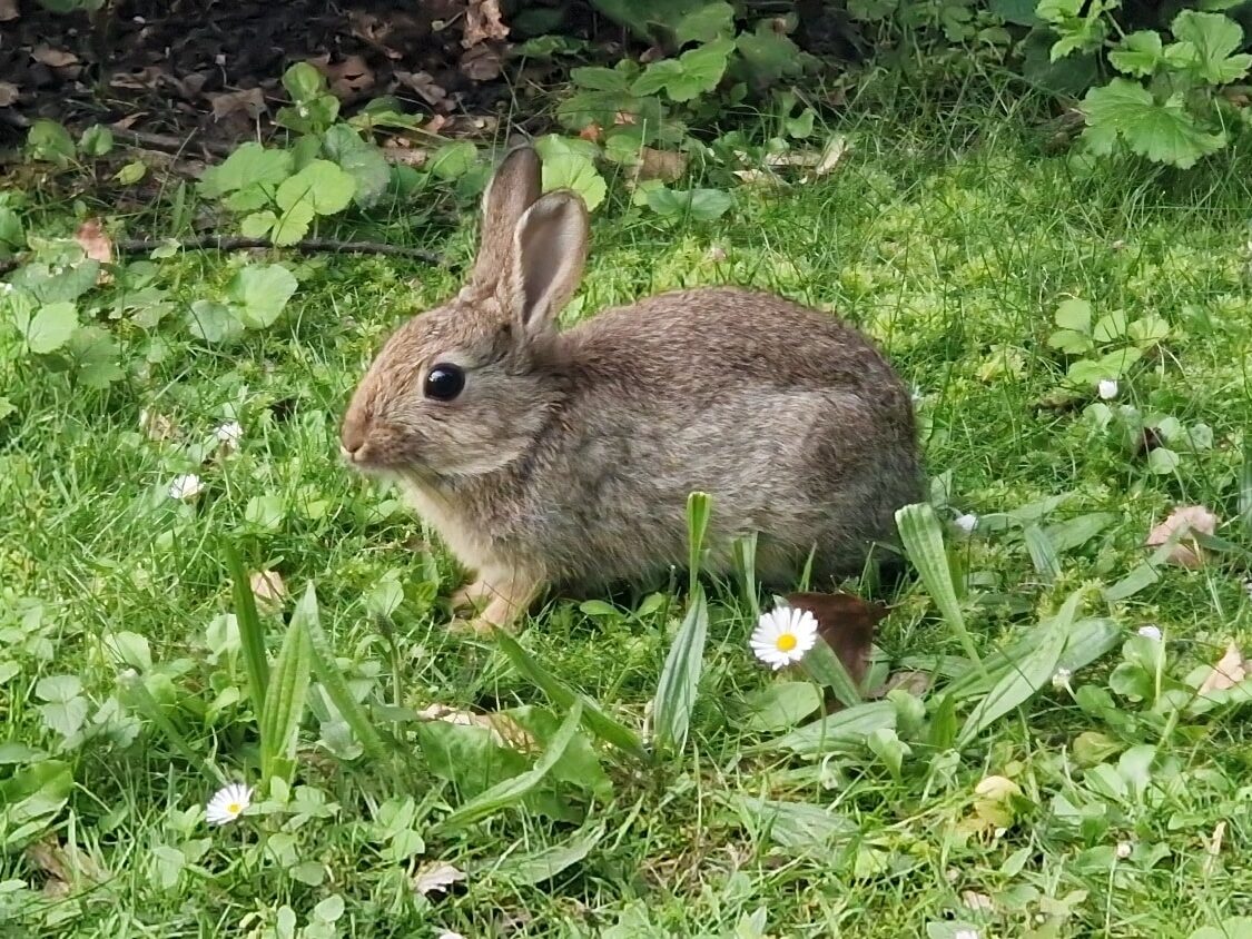 Szwecja, Malmö, Kungsparken i Slottsparken