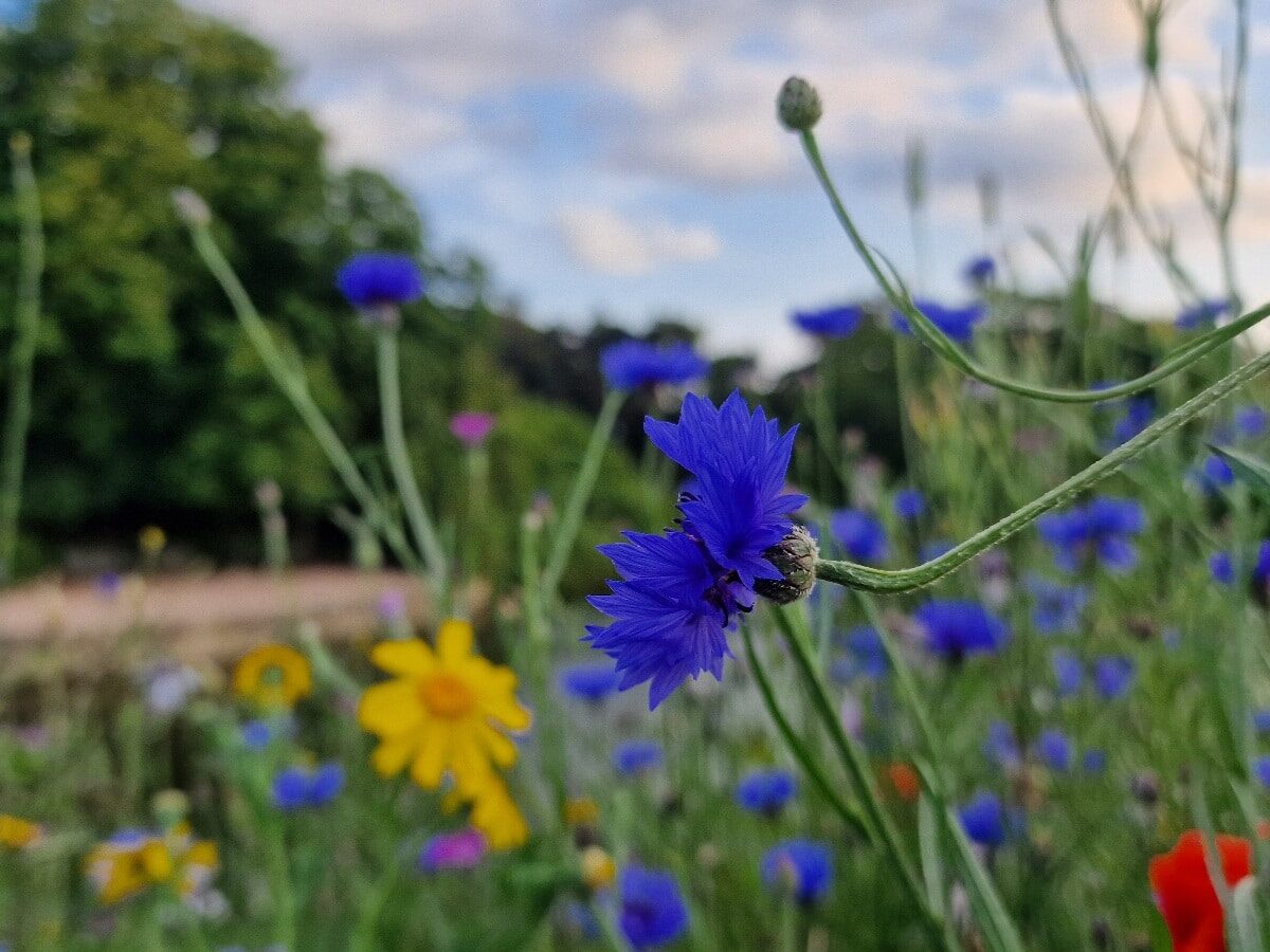 Szwecja, Malmö, Kungsparken i Slottsparken